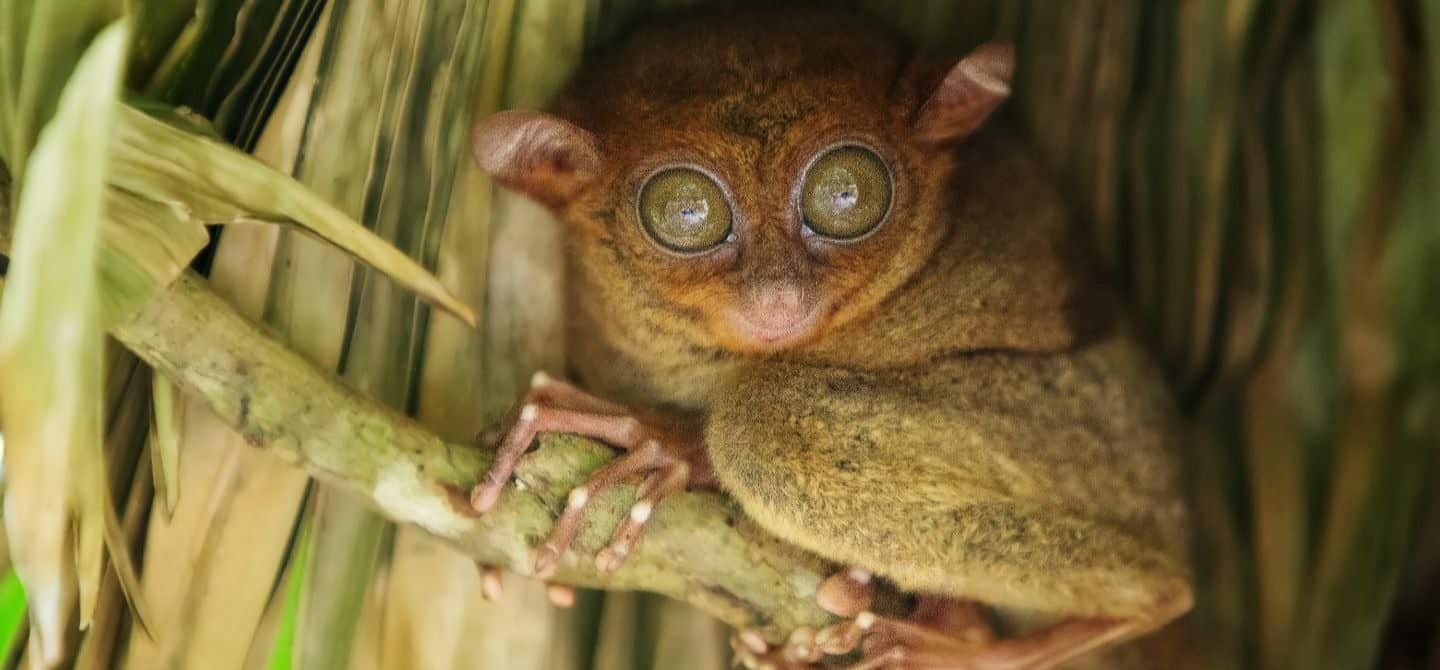 Visit the Tarsier in Bohol Philippines - Pure Shores Villa | Pure